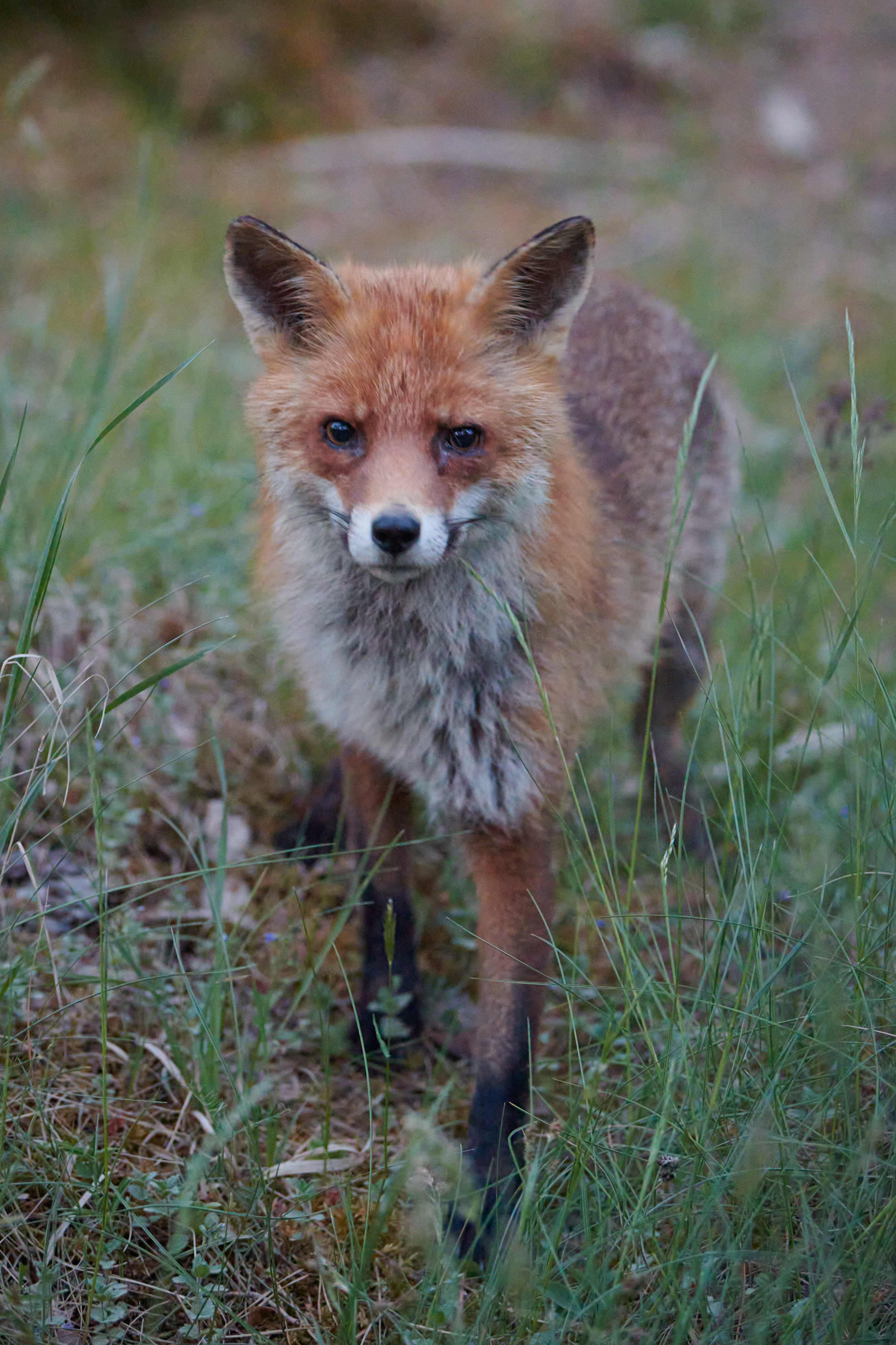 Forest observer