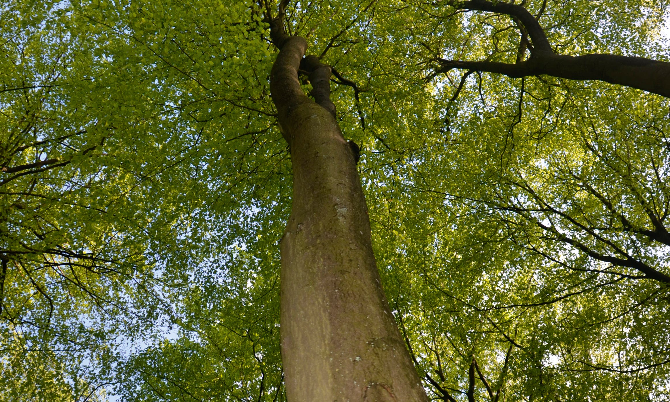 Foresttower-80x120cm.jpg