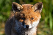 Fox curiosity