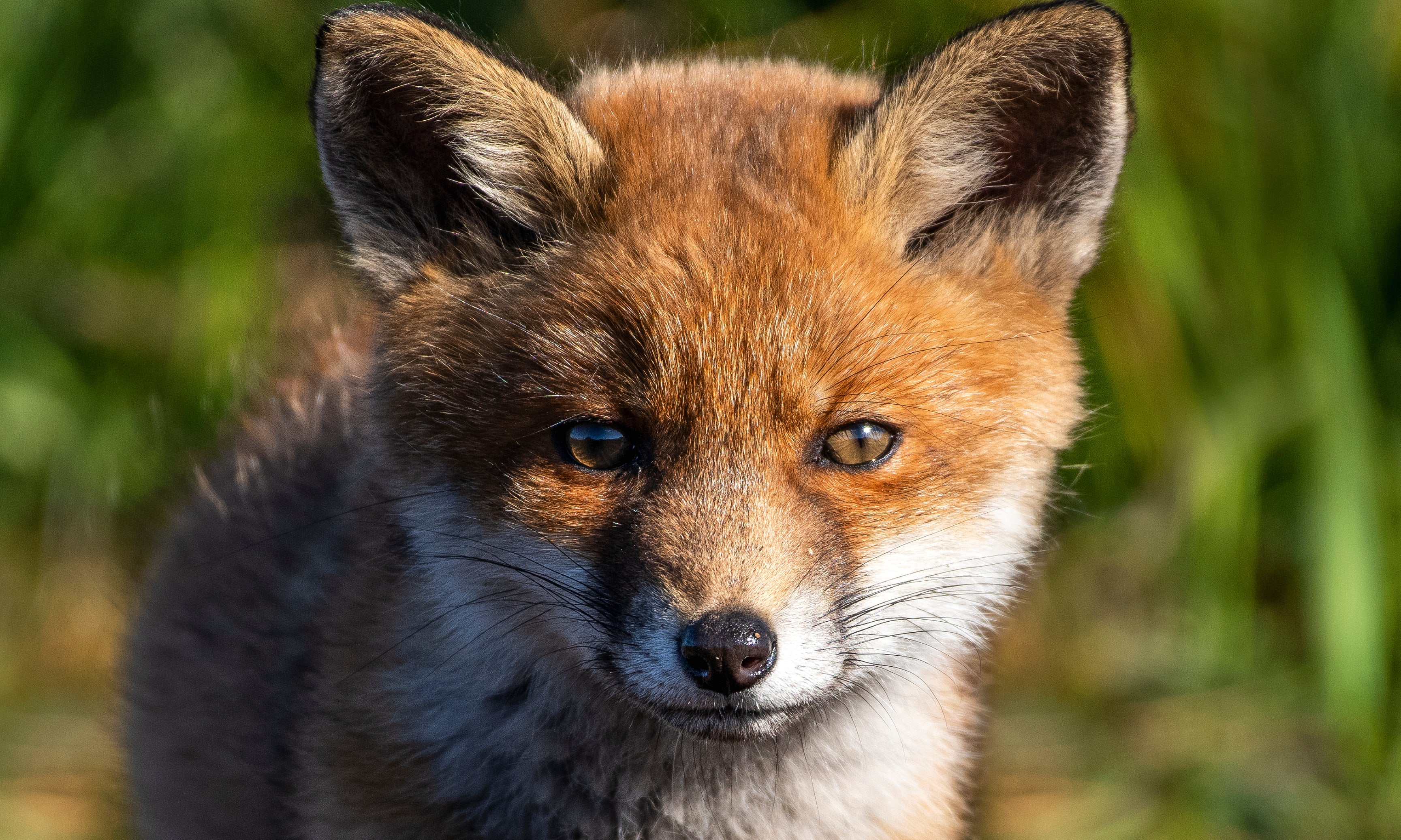 Foxcuriosity-120x80cm.jpg