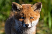 Fox curiosity