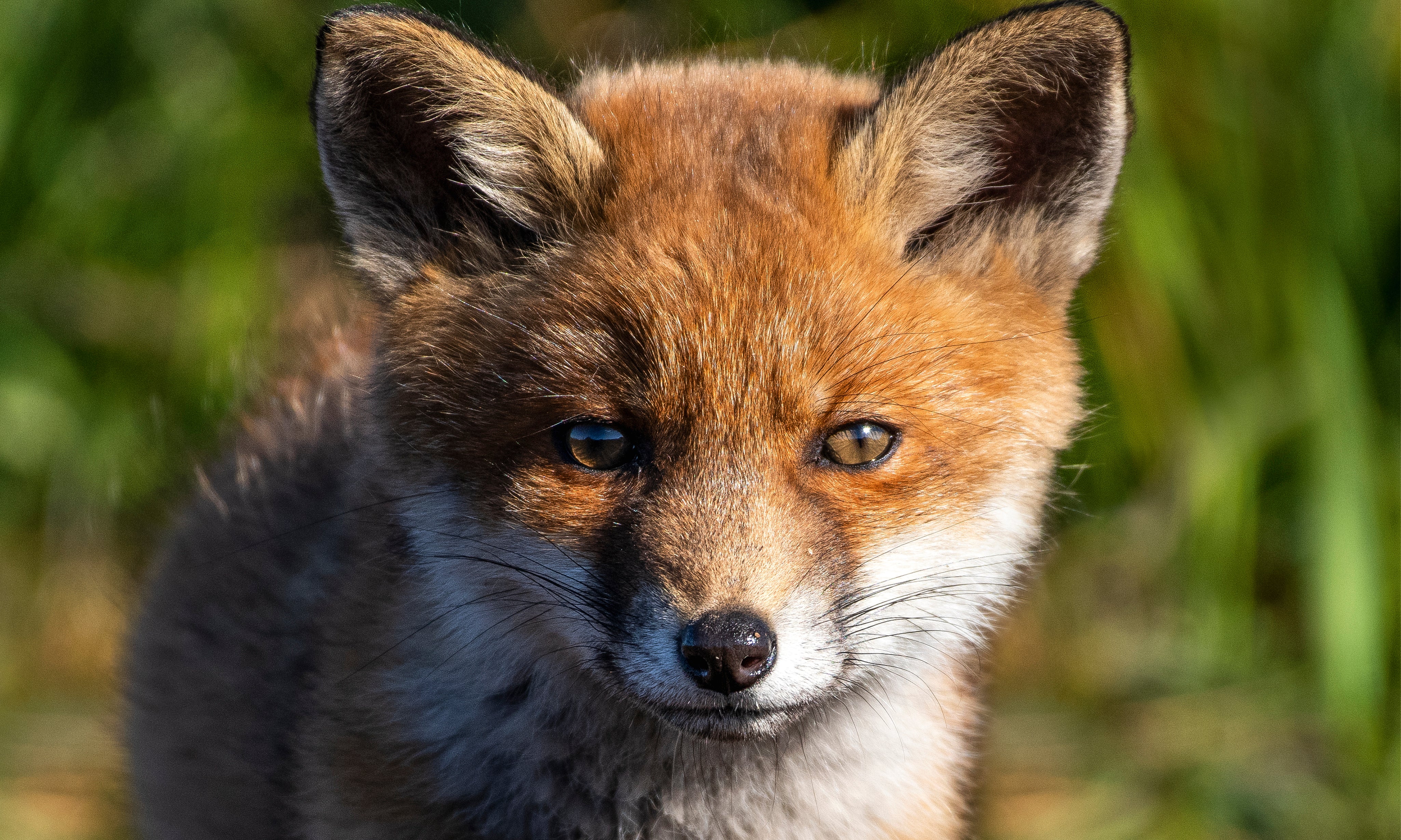 Foxcuriosity-150x100cm.jpg