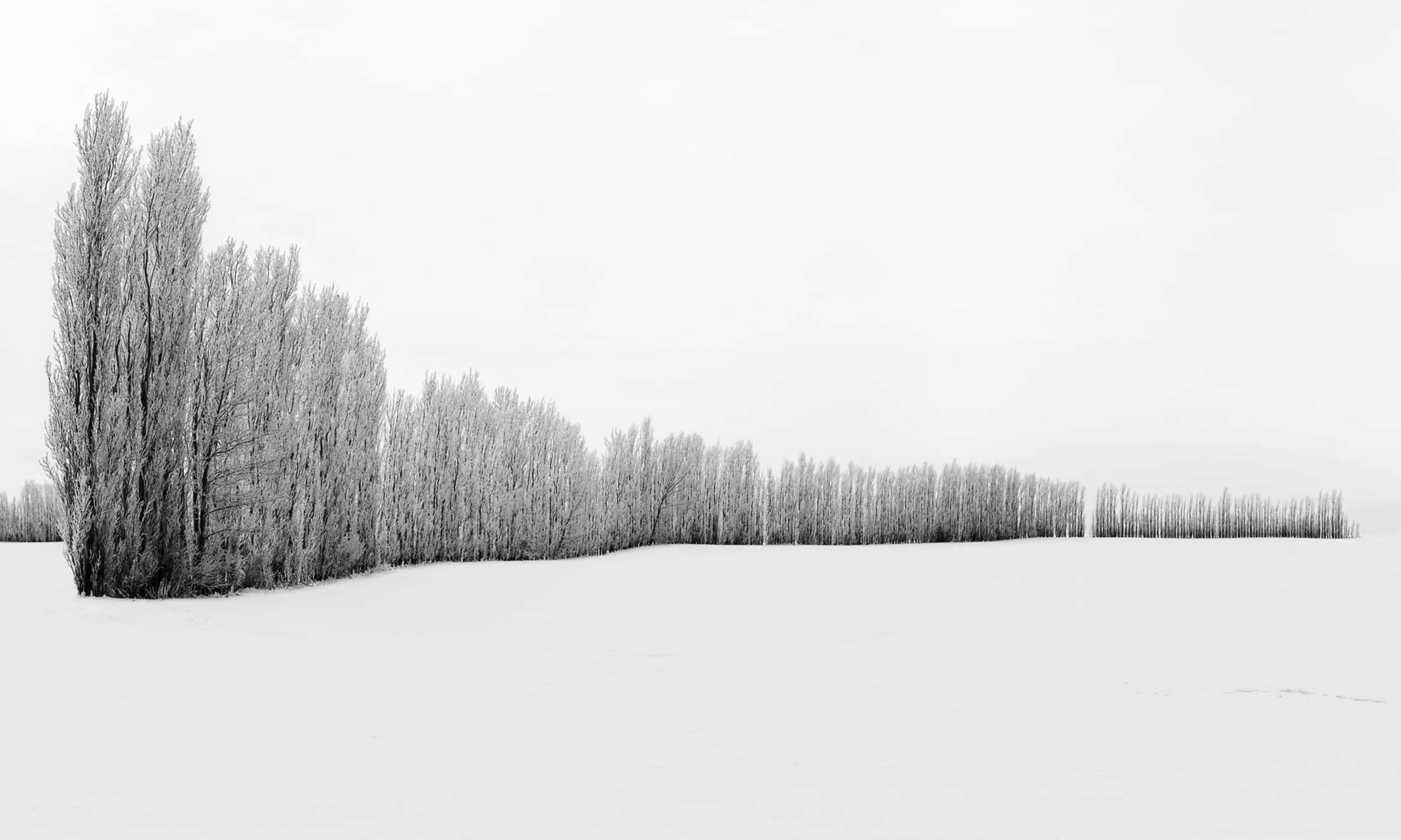 FrostedTreeLine.jpg