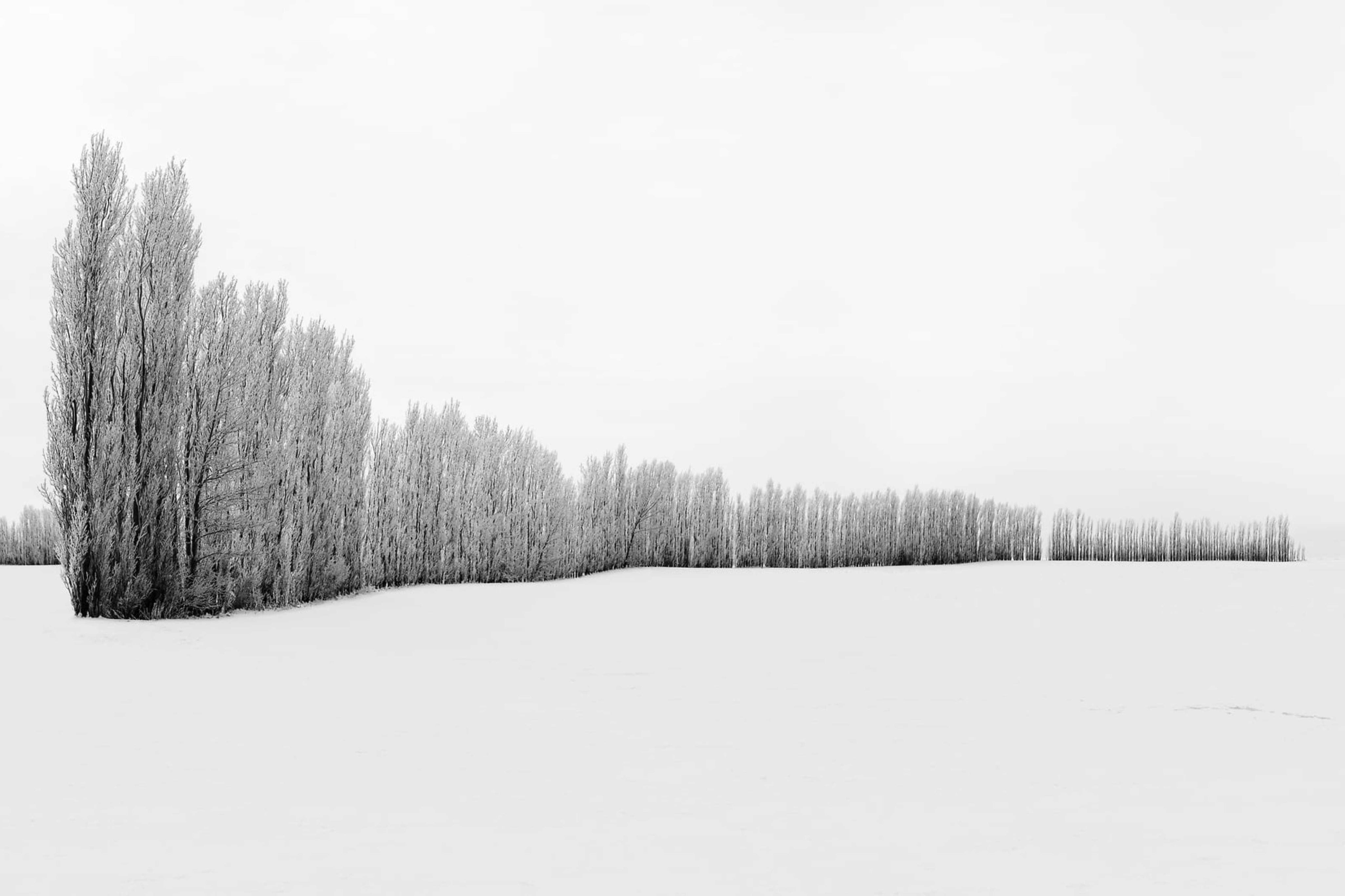 Frosted Tree Line