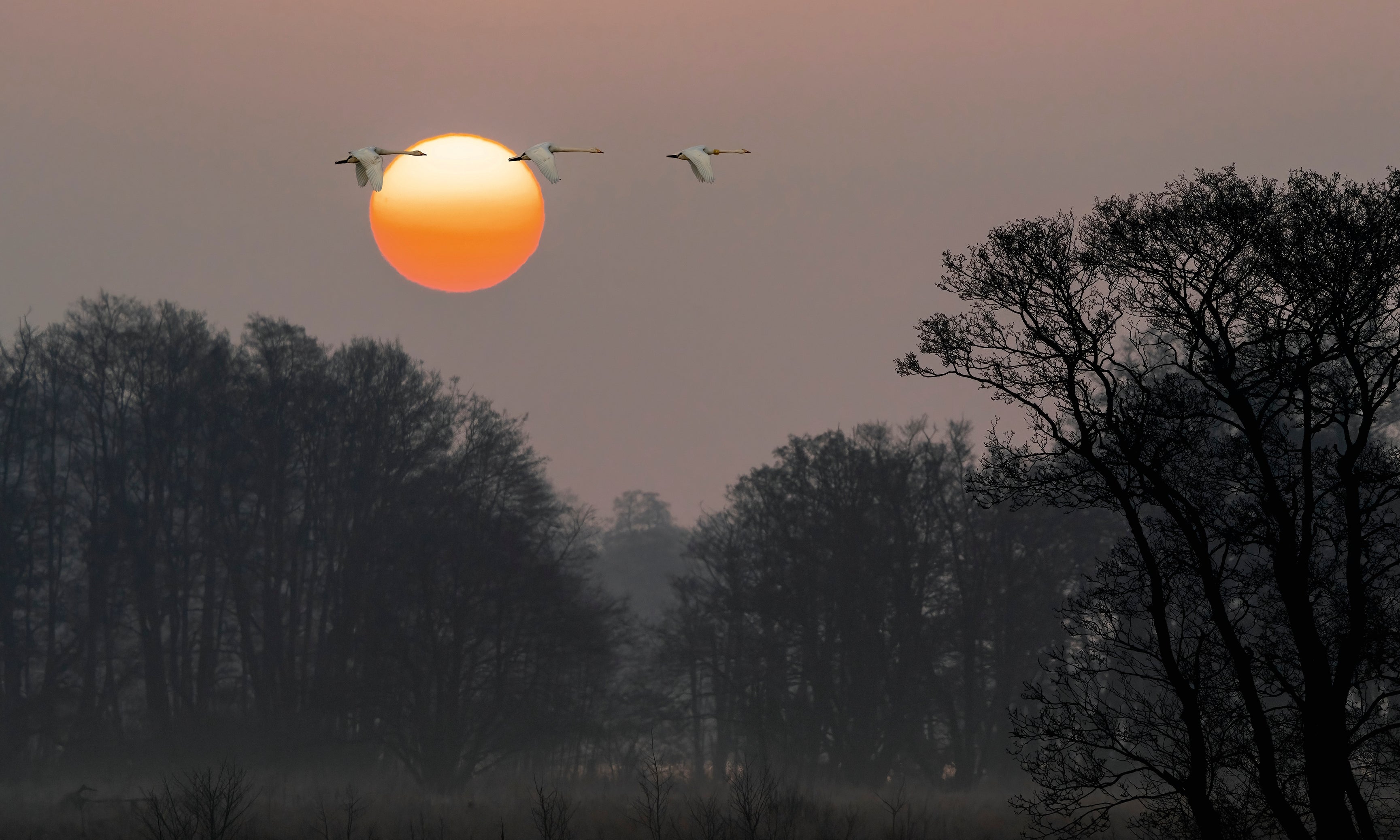 Goldenflight-120x80cm.jpg