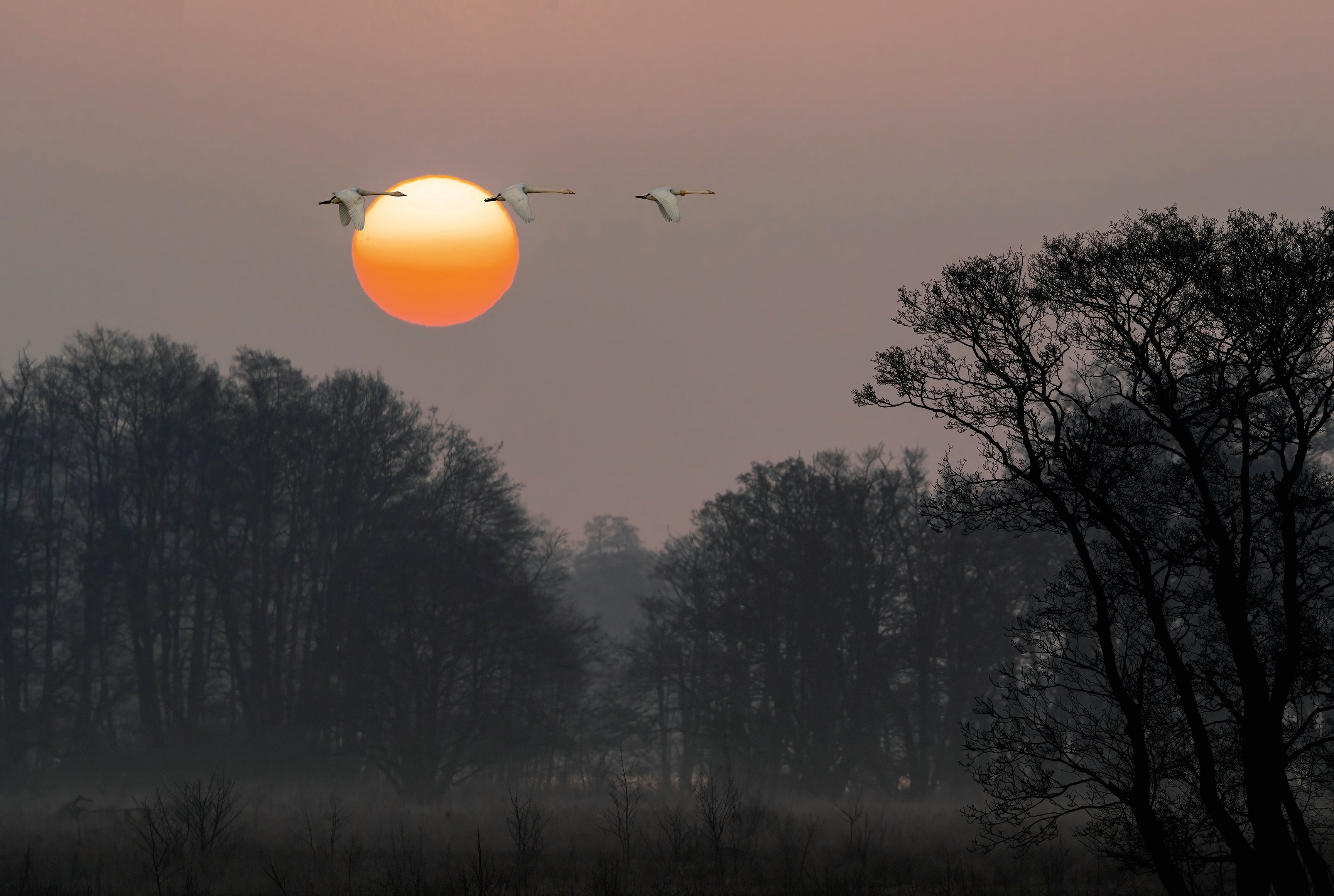Golden flight