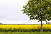 Goldenplain