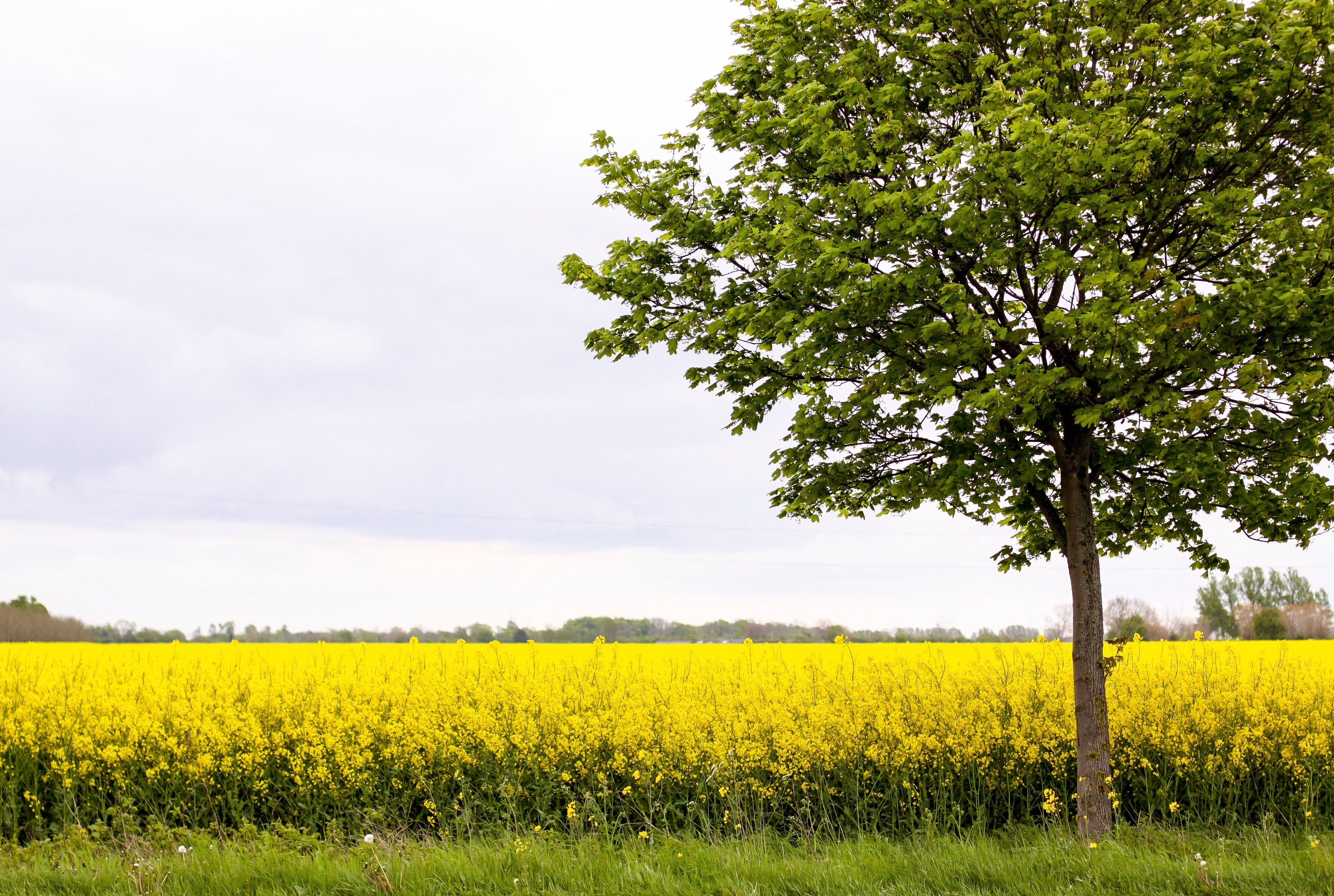 Goldenplain