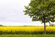 Goldenplain