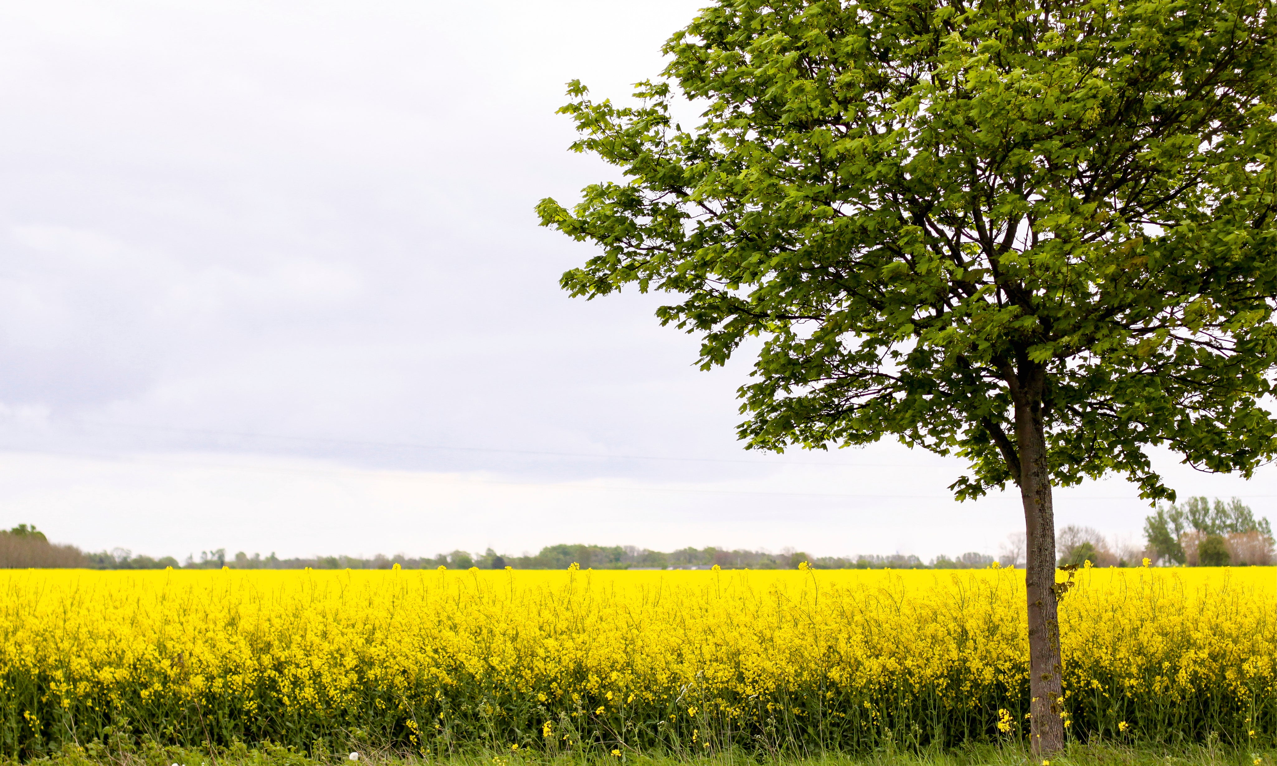 Goldenplain-150x100cm.jpg