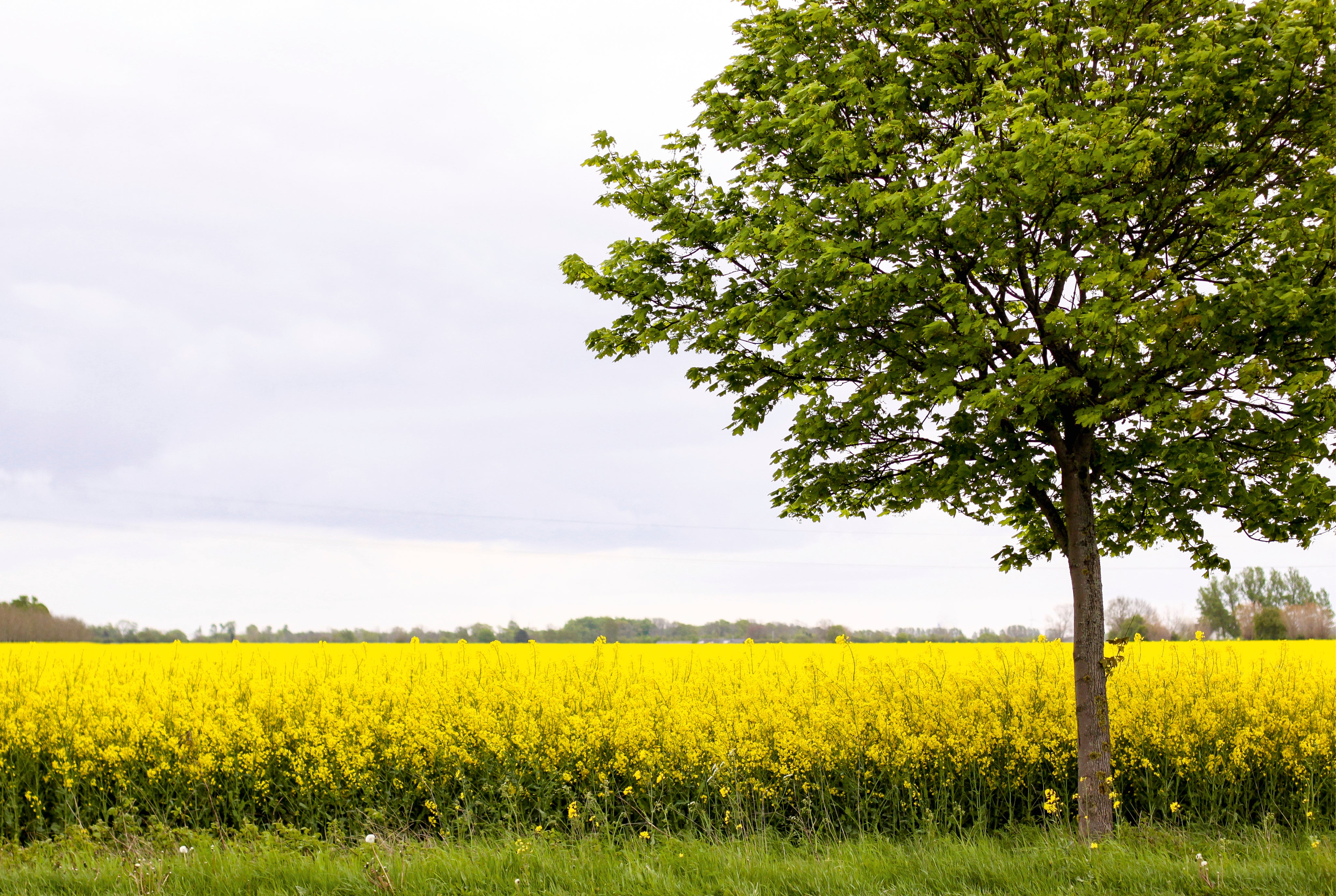 Goldenplain