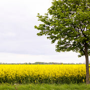 Goldenplain