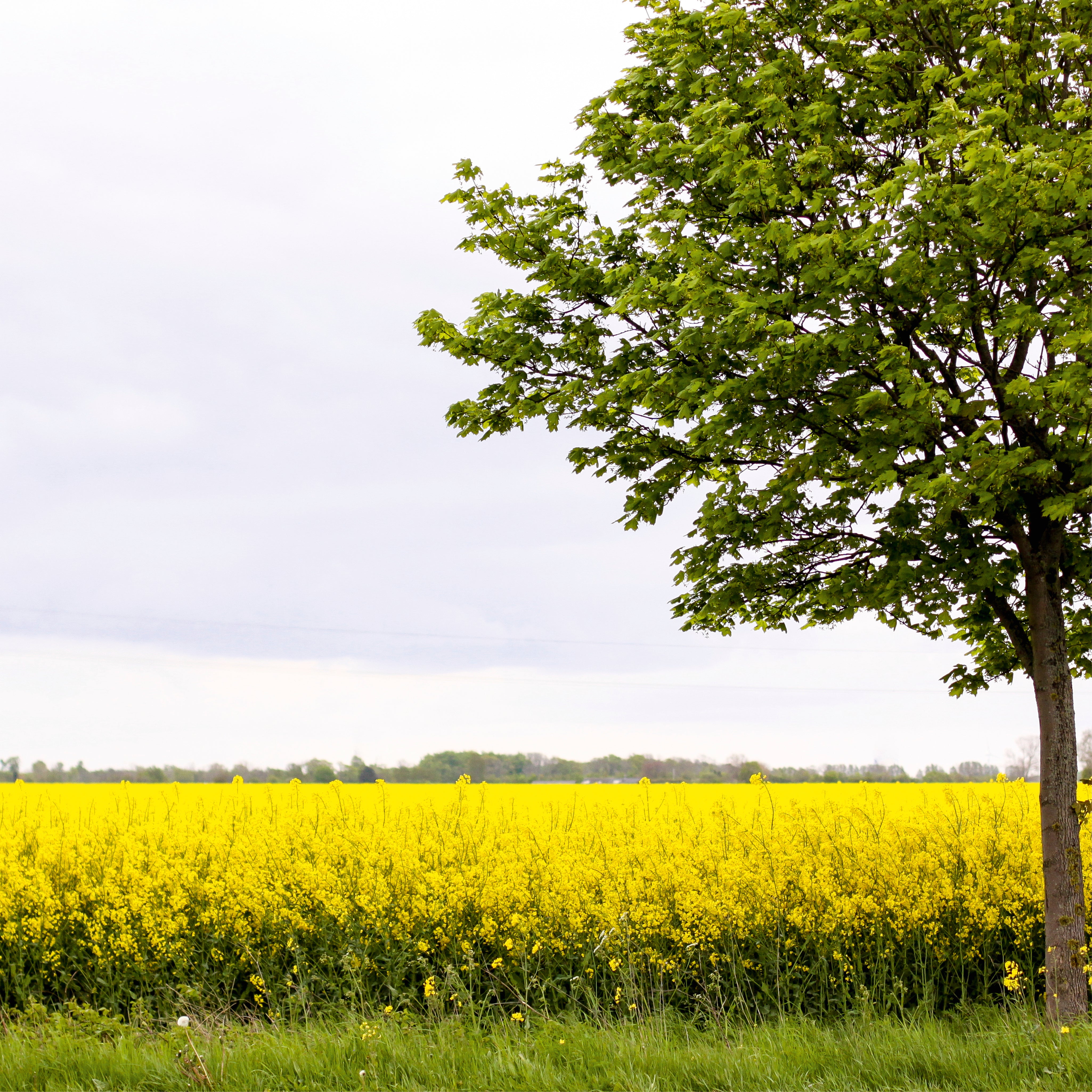 Goldenplain