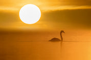 Golden silence