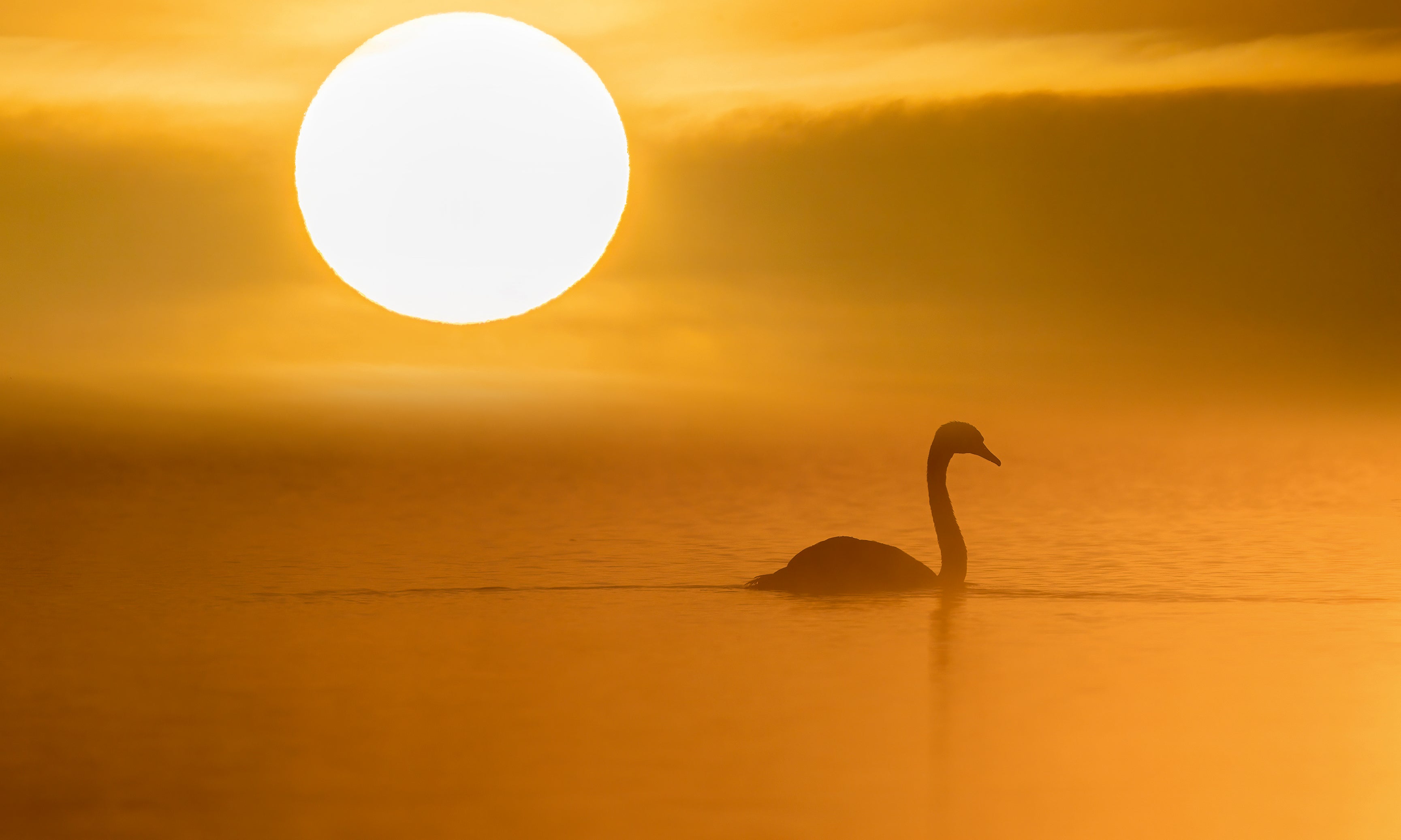 Goldensilence-120x80cm.jpg