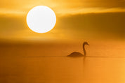 Golden silence