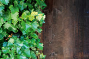 Green against grain