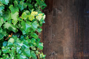 Green against grain