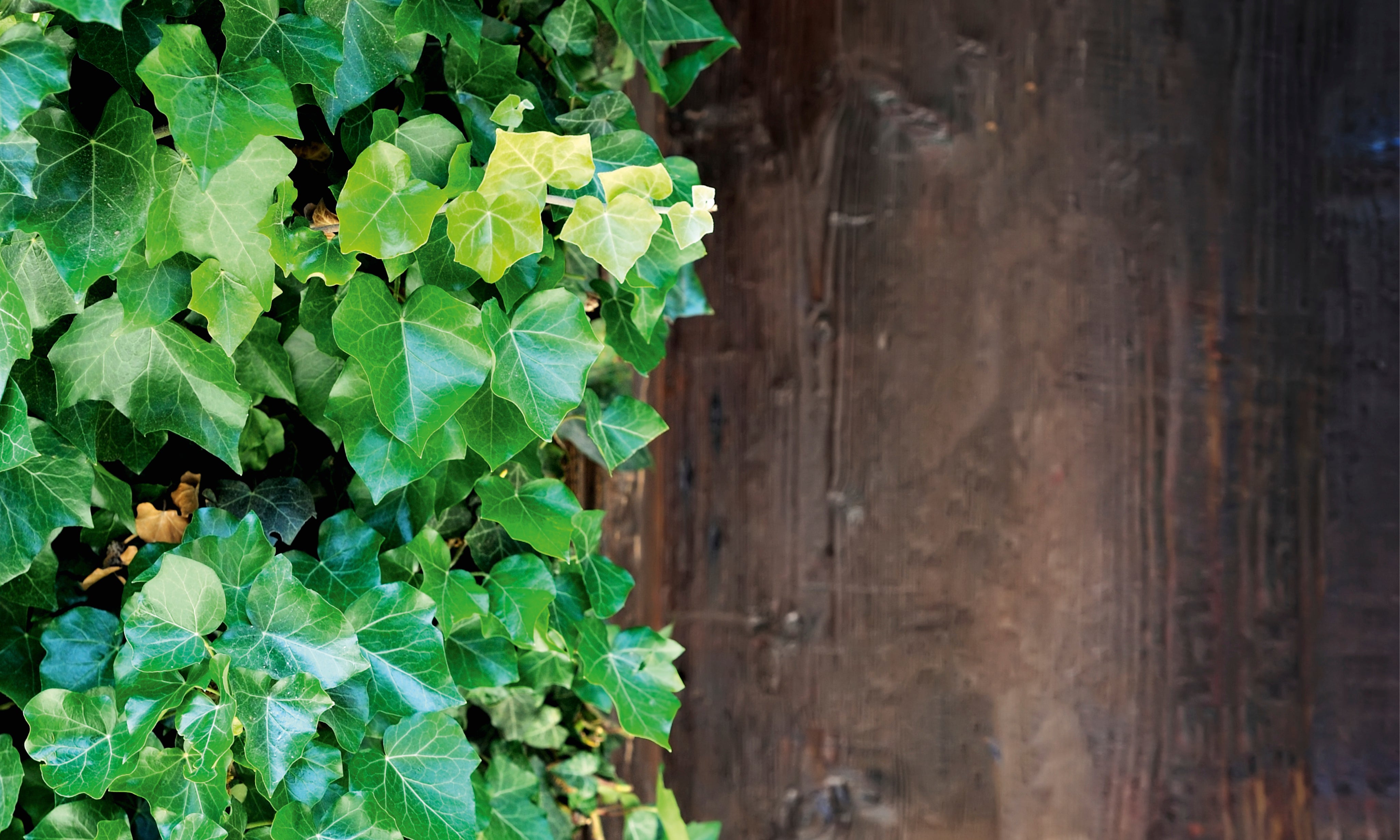 Greenagainstgrain-150x100cm.jpg