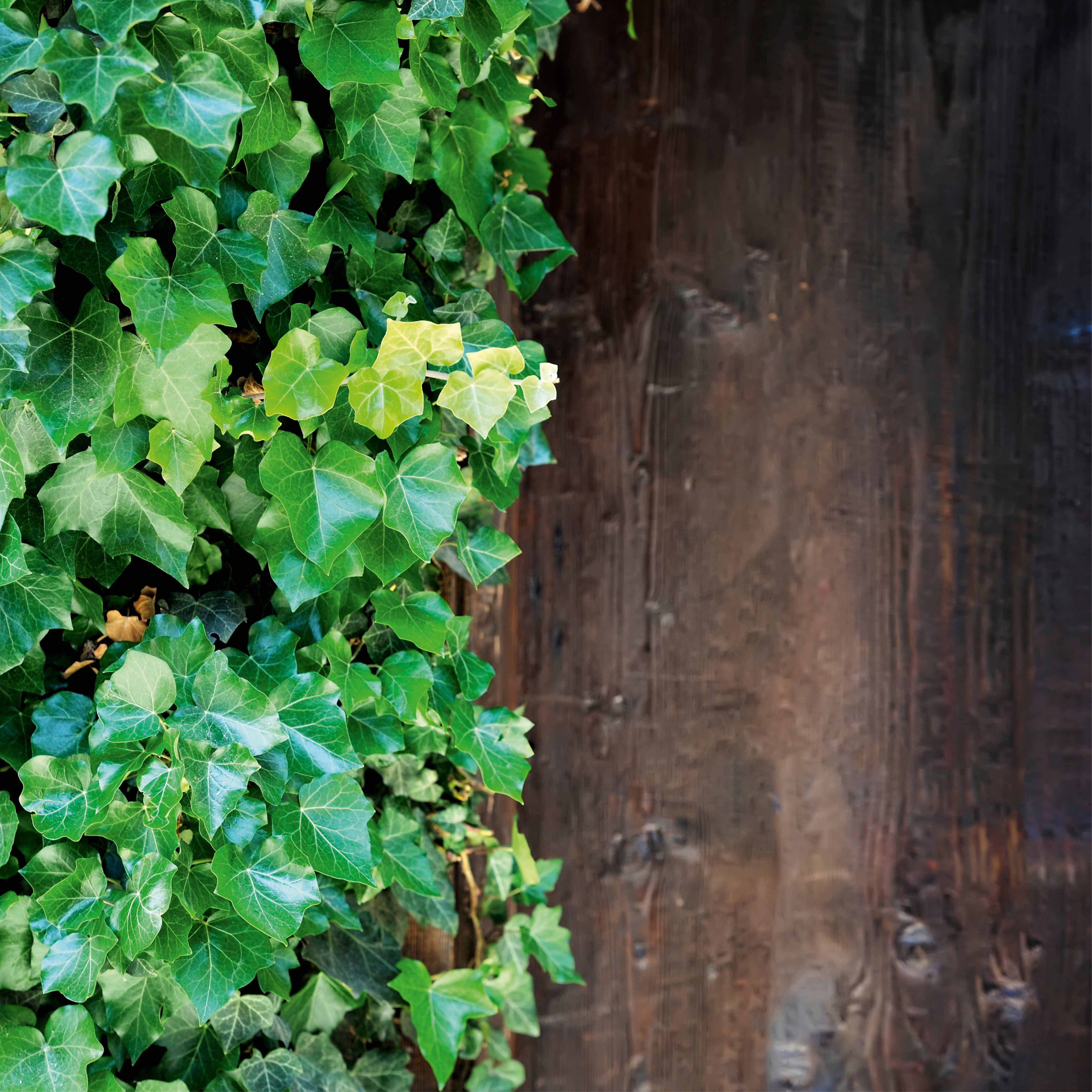 Green against grain