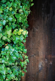 Green against grain