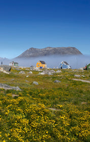 Greenland in bloom