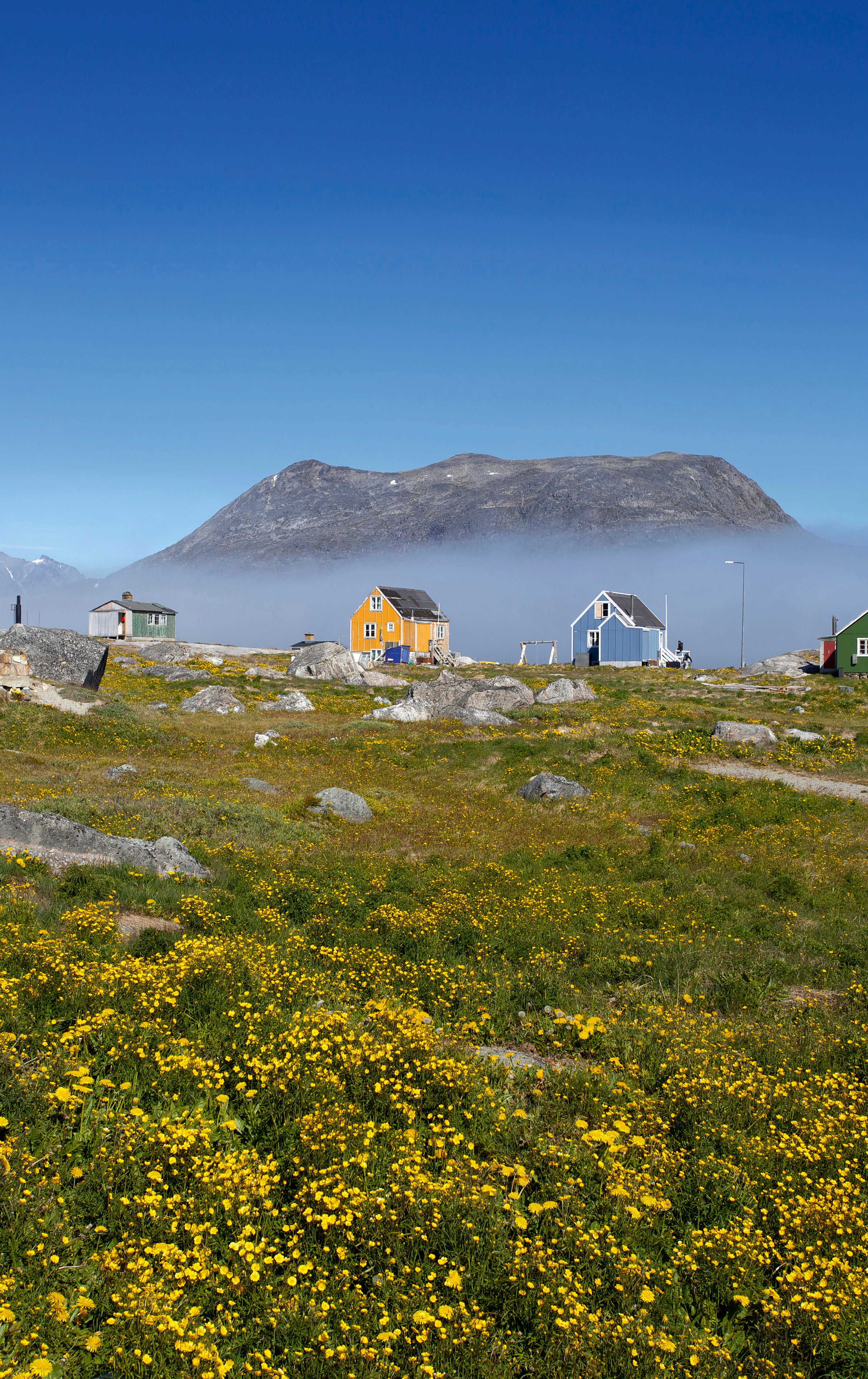 Greenland in bloom