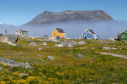 Greenland in bloom