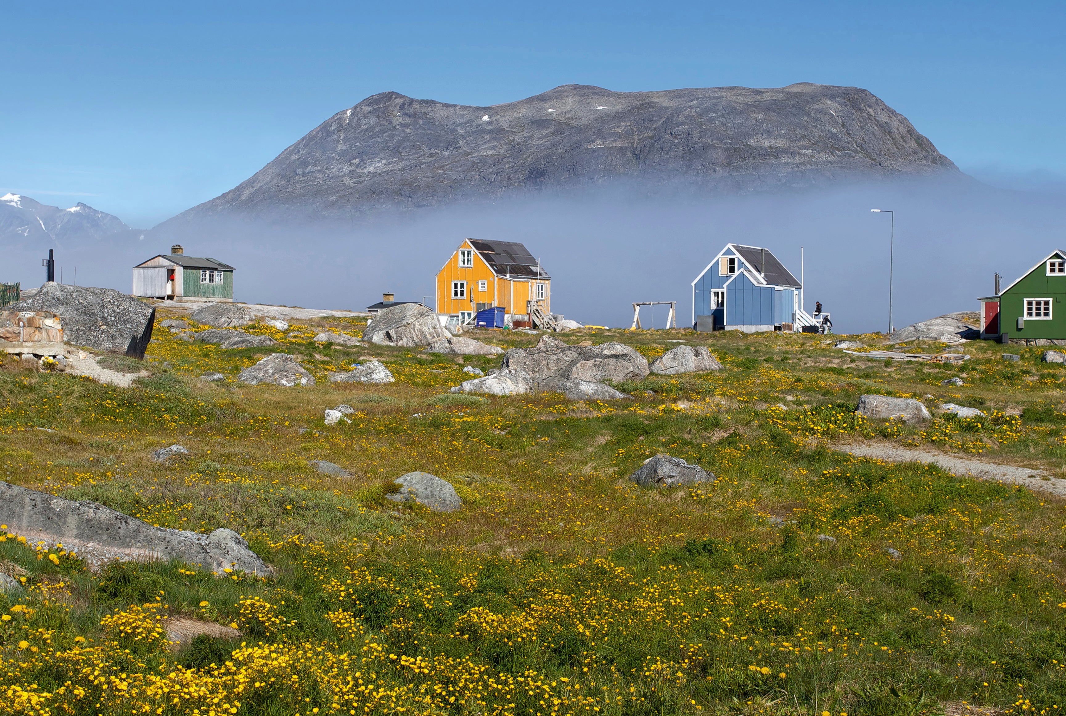 Greenland in bloom