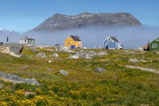 Greenland in bloom