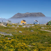 Greenland in bloom