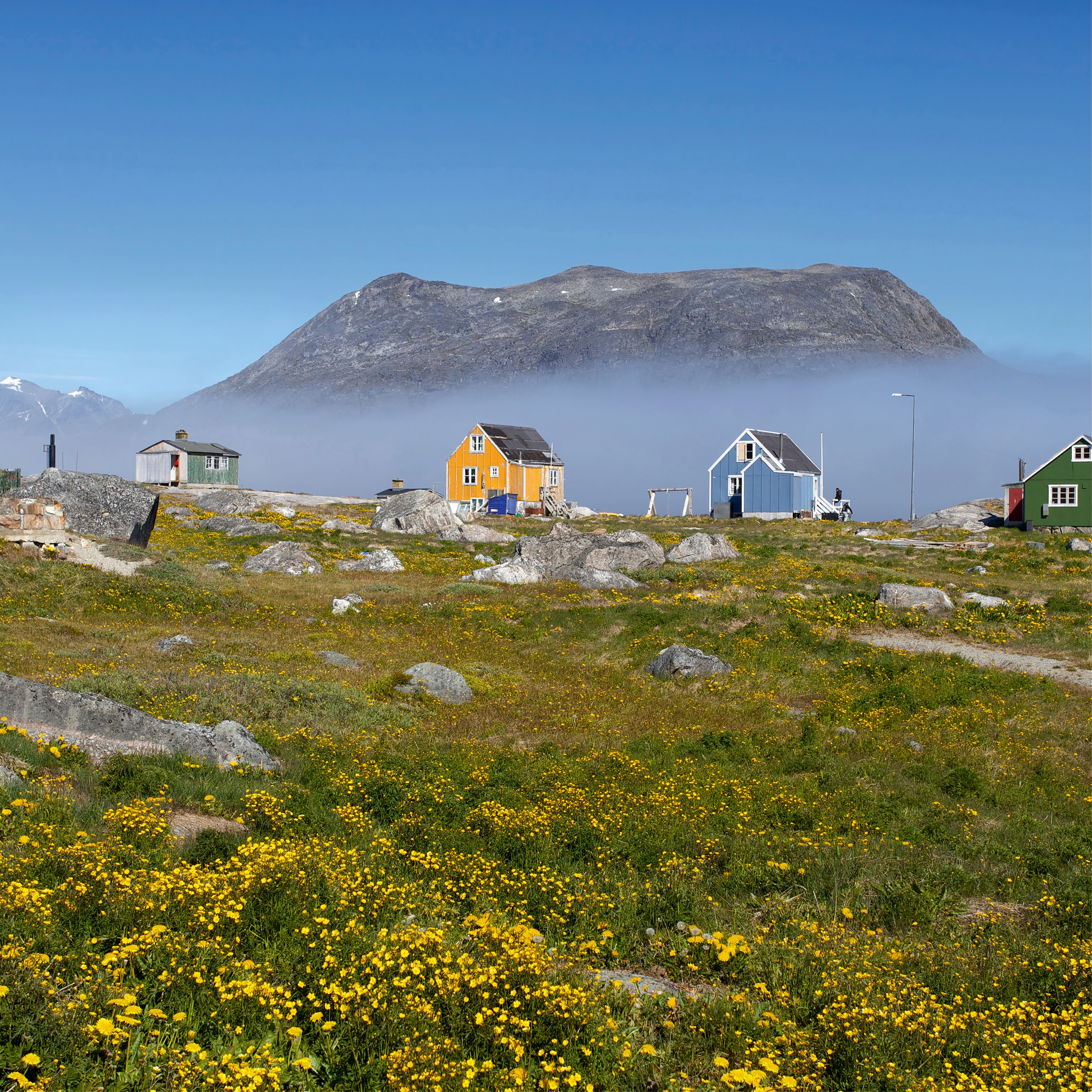 Greenland in bloom