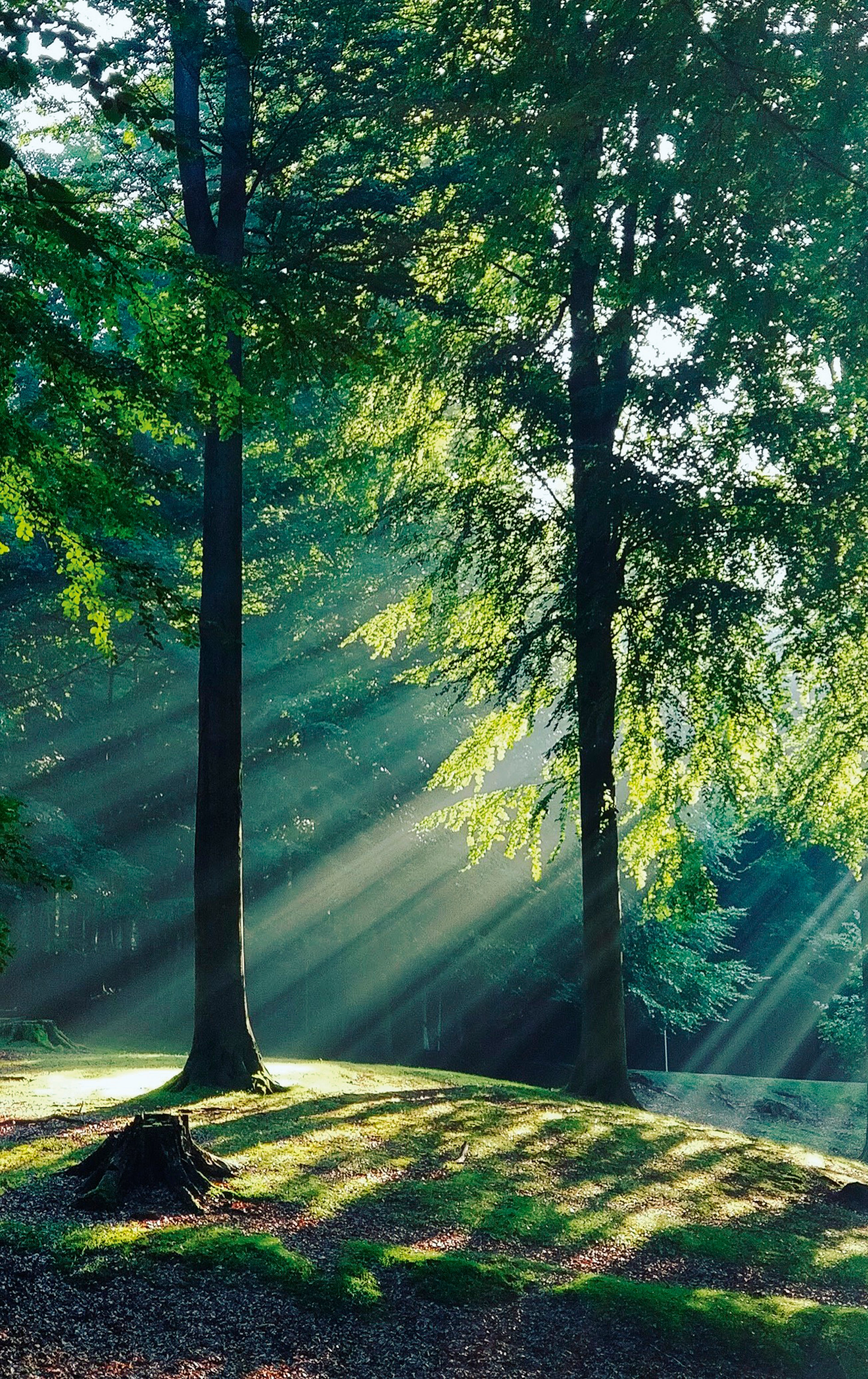Green leaves