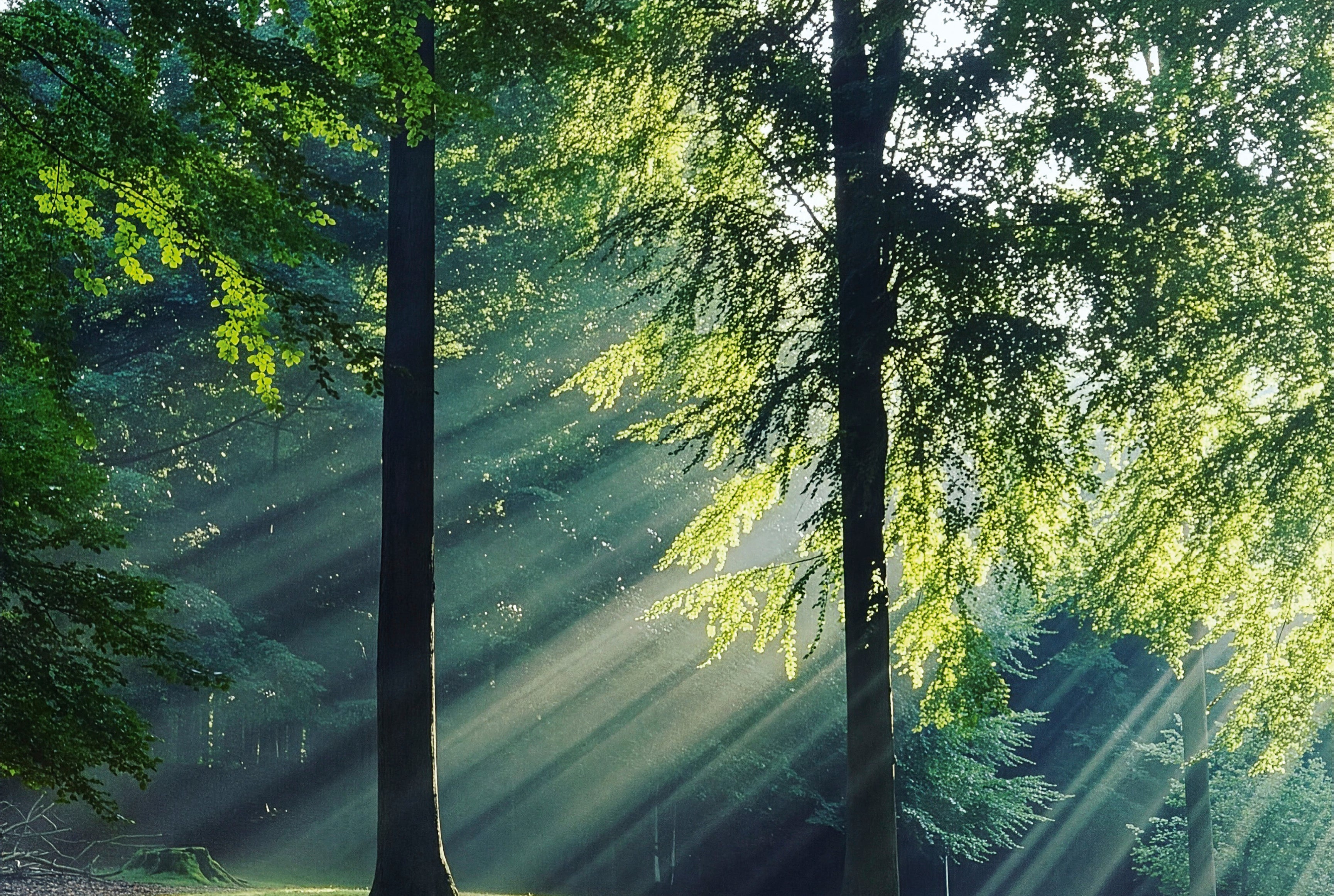 Green leaves