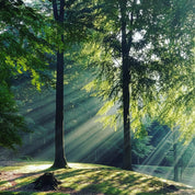 Green leaves