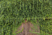 Greenmass