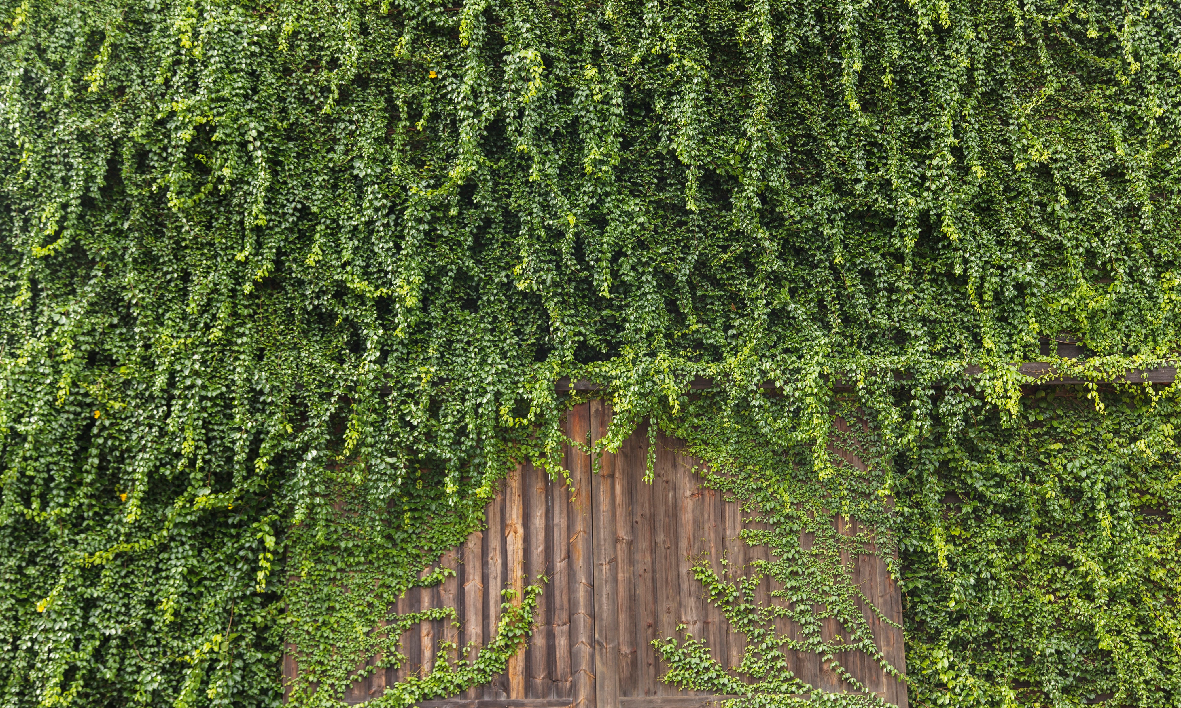 Greenmass-150x100cm.jpg