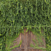 Greenmass