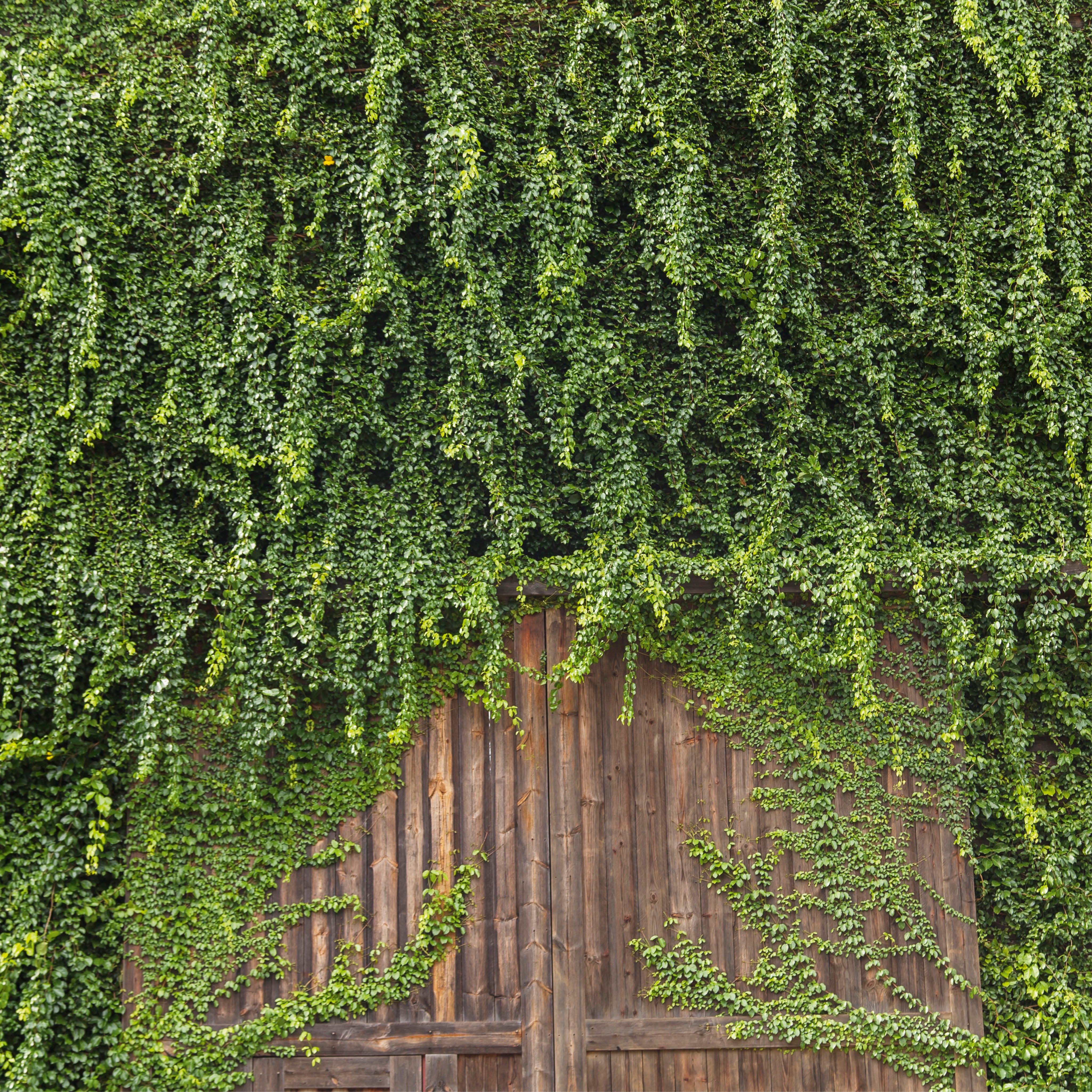 Greenmass