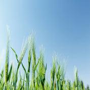 Greenrise