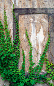 Green traces