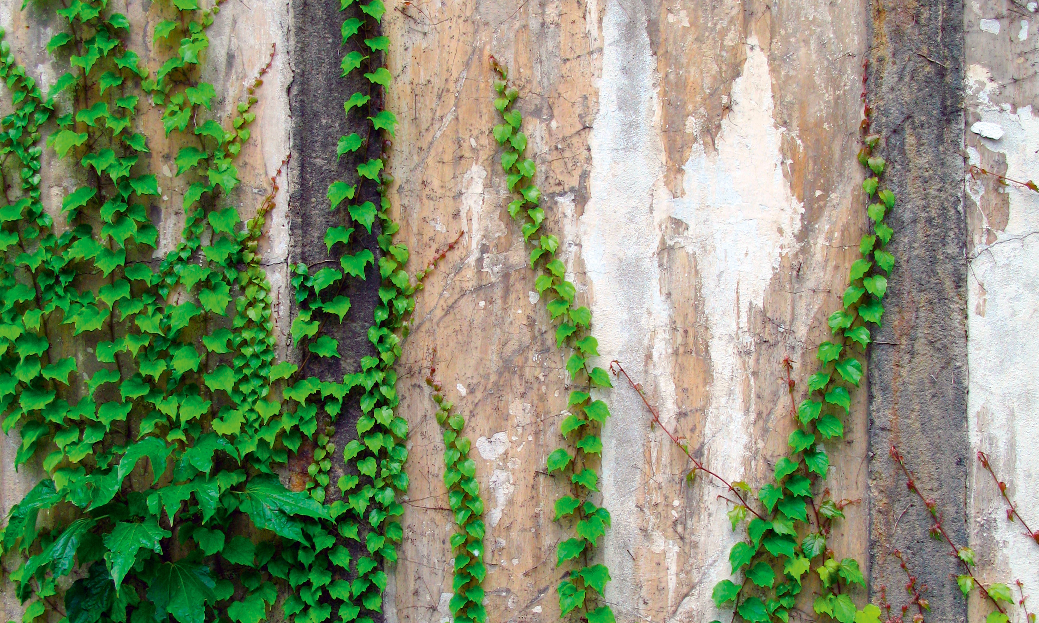 Greentraces-120x80cm.jpg