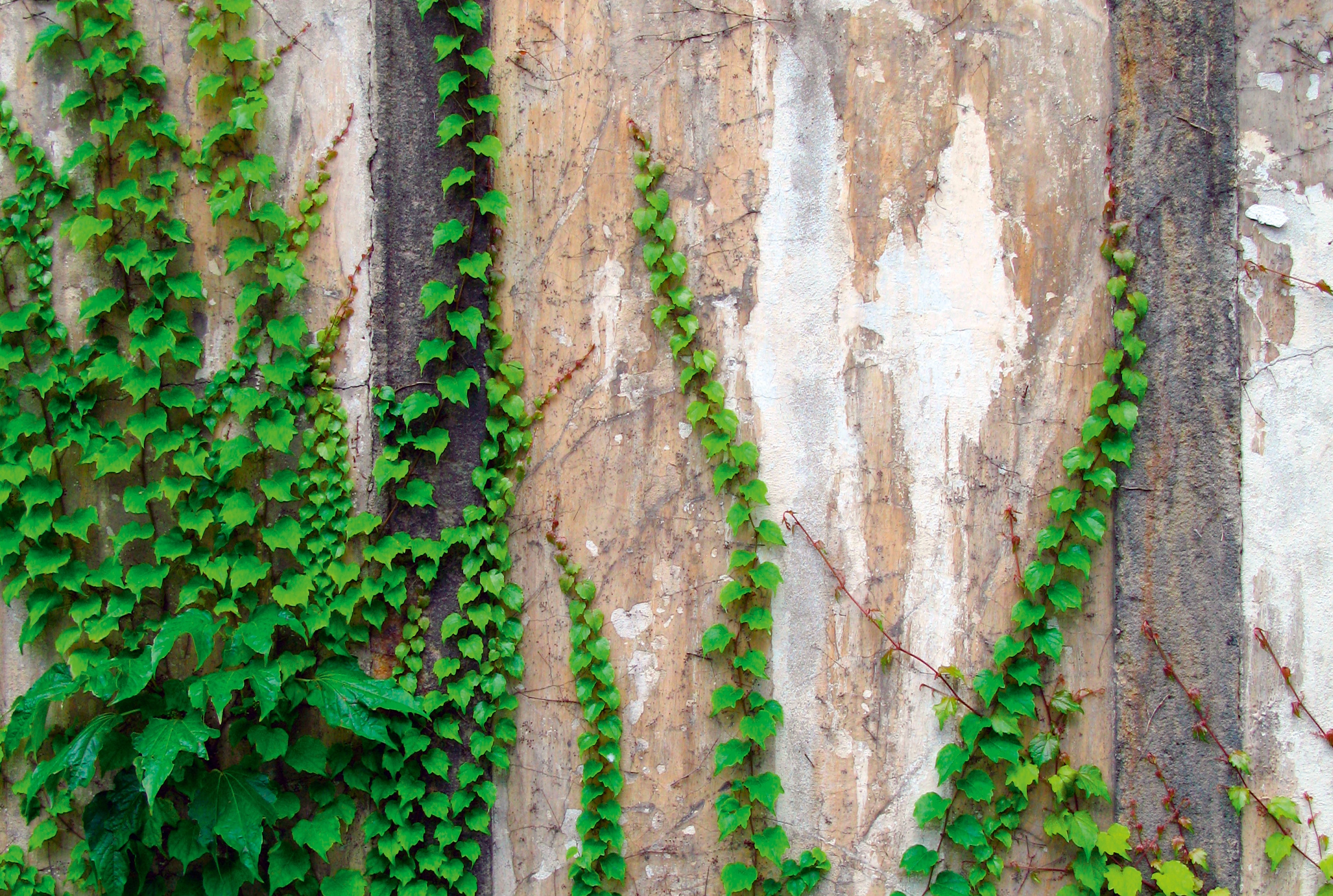 Green traces