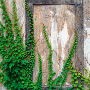 Green traces