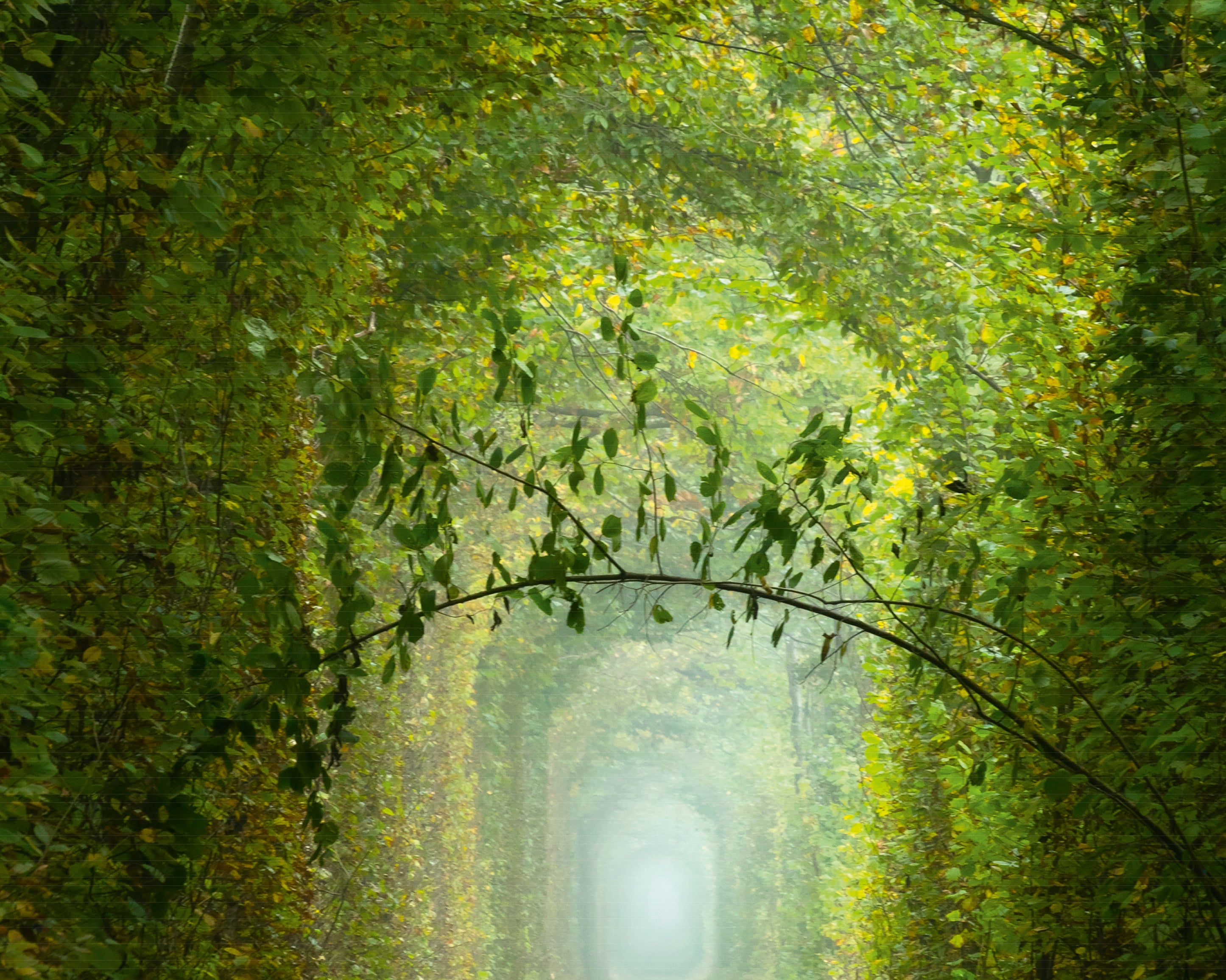 Greenway-100x150cm.jpg