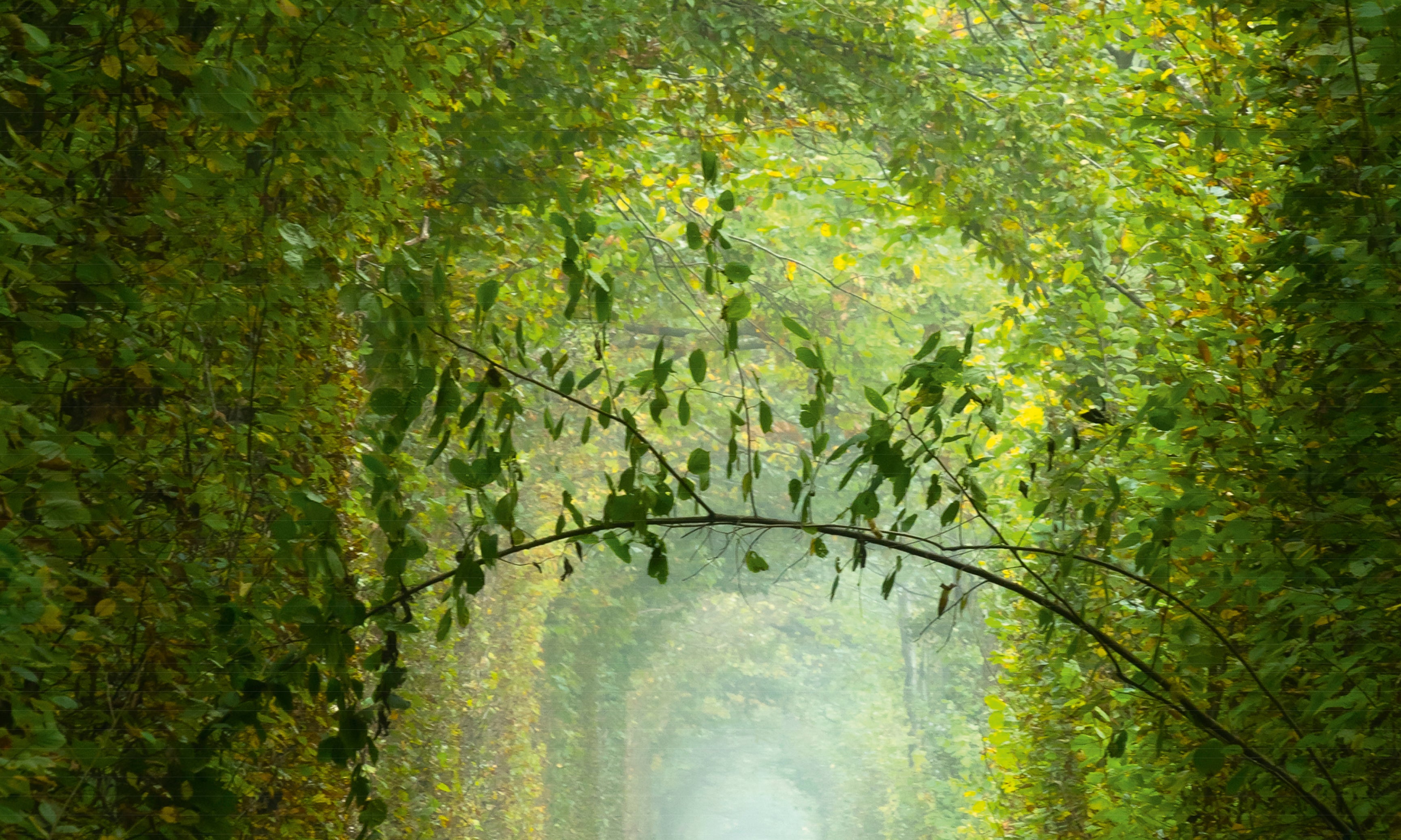 Greenway-120x120cm.jpg