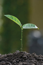 Growing hope