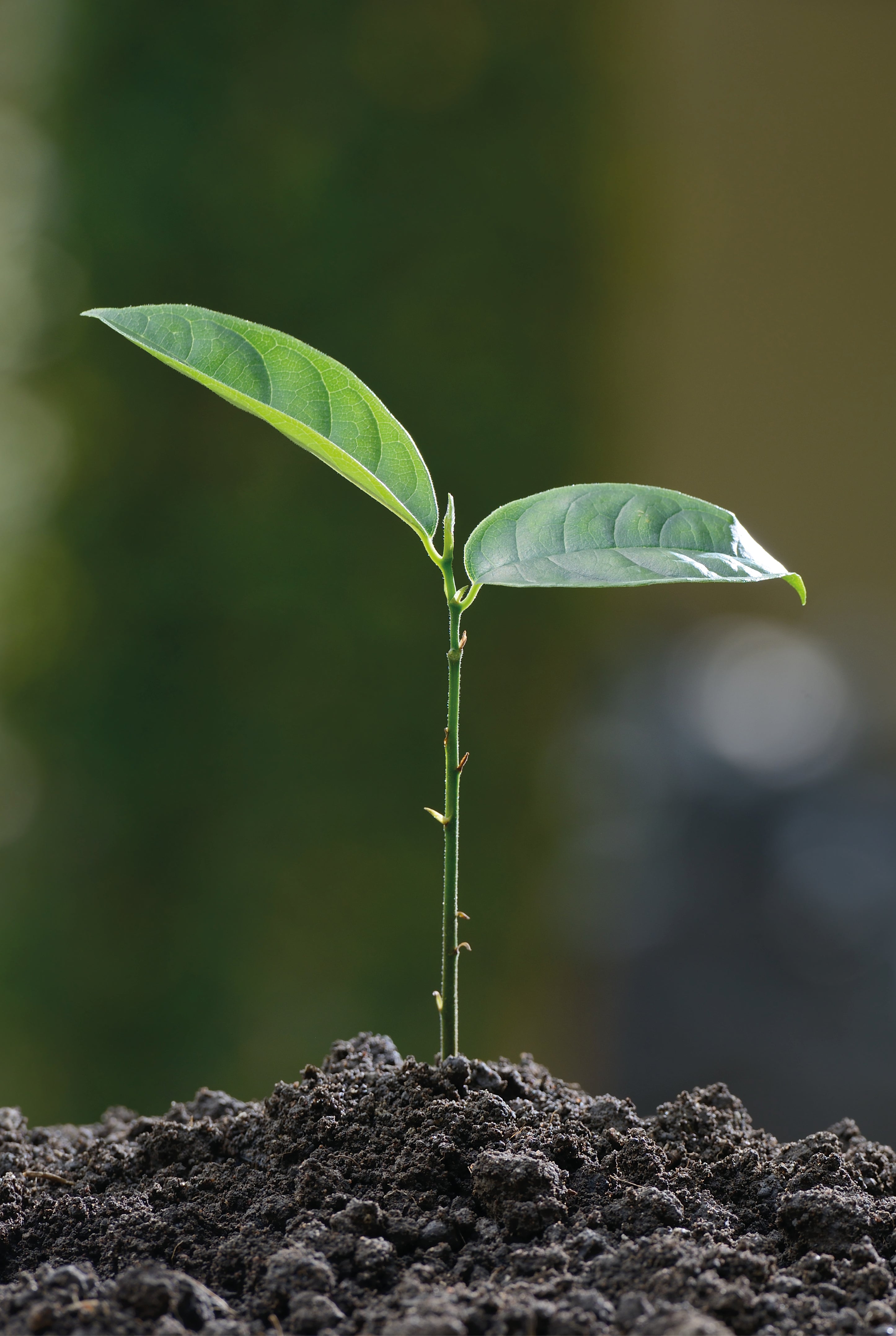 Growing hope