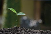 Growing hope
