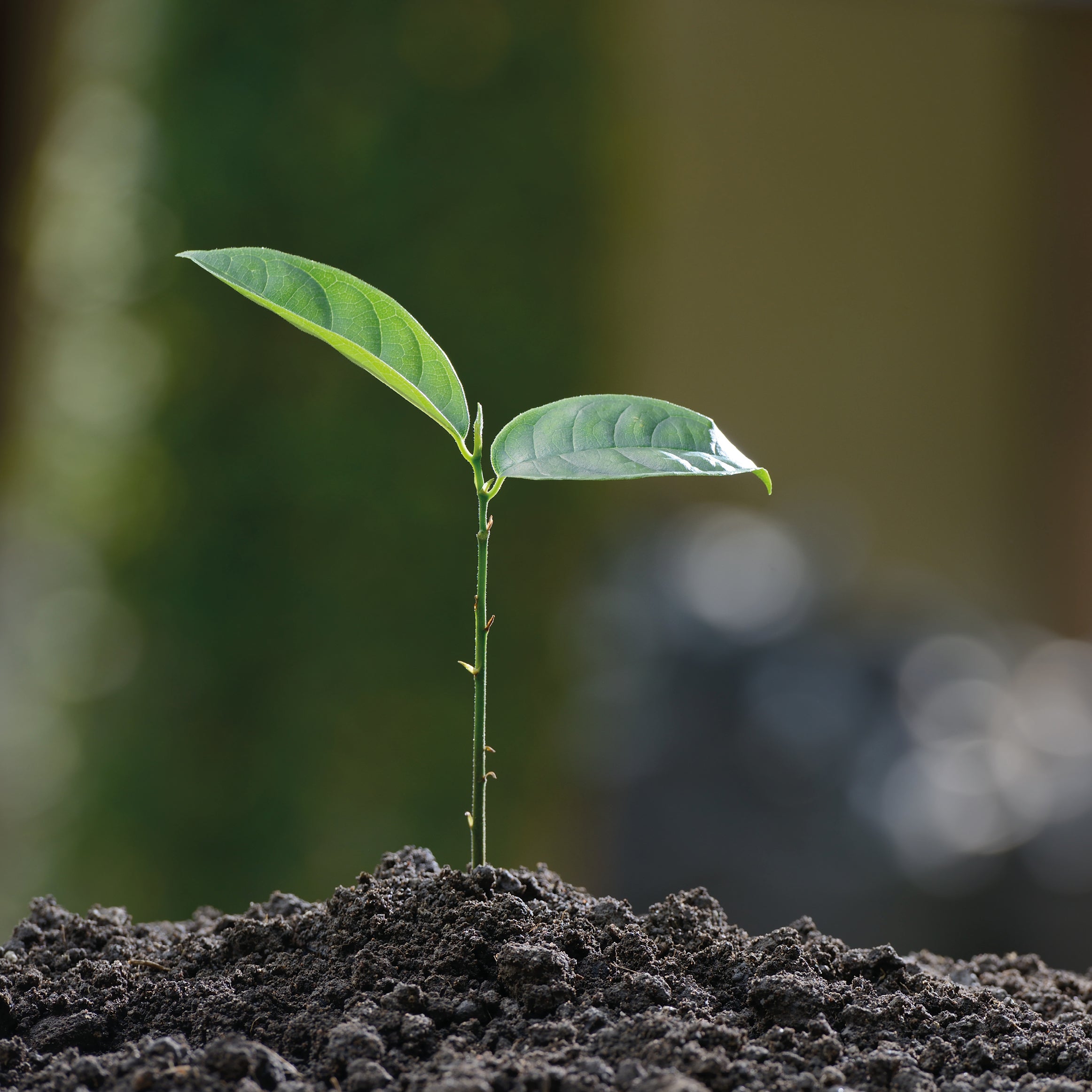 Growing hope